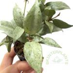 Hoya Lacunosa Silver Leaves