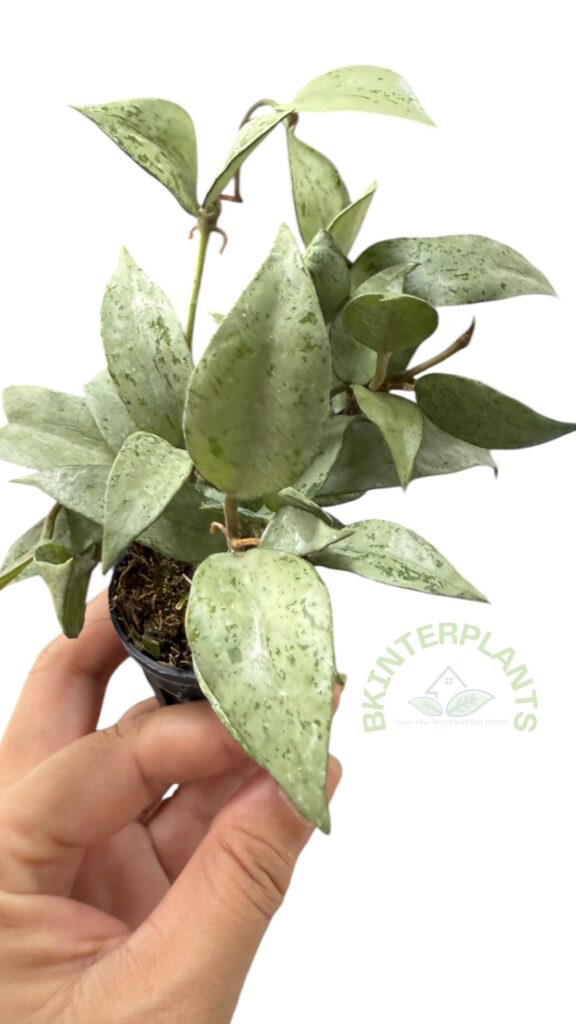 Hoya lacunosa Silver Leaves with stunning full silver foliage and vining growth