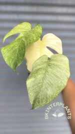 5 Plants Monstera Full Mint Variegated - Image 2