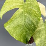 5 Plants Monstera Full Mint Variegated