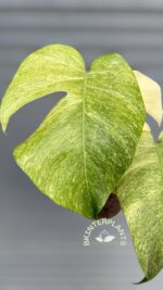 5 Plants Monstera Full Mint Variegated