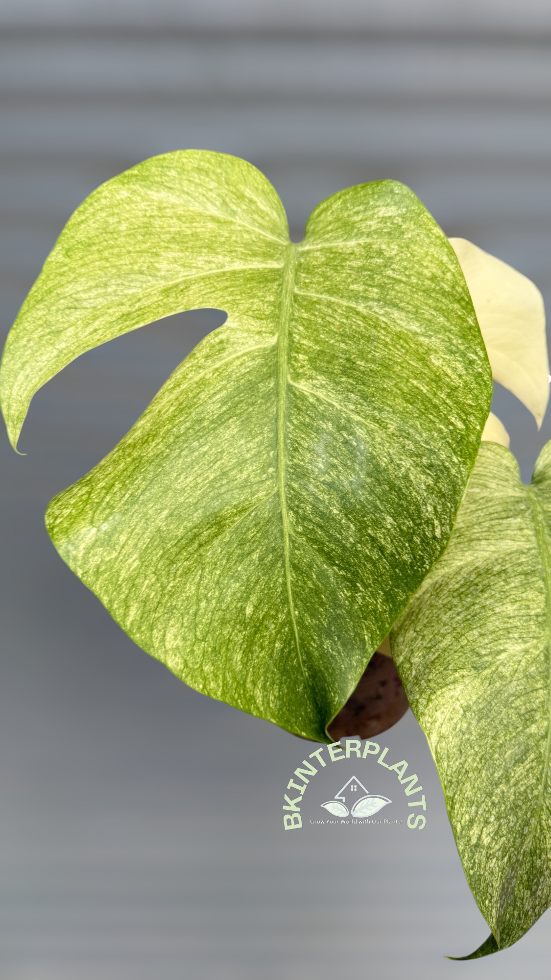 ccimg_0485-photoroom_1.jpg 5 Plants Monstera Full Mint Variegated - Image 1