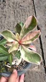 Adenium(Deset Rose) One in Siam variegated - Image 2