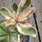 Adenium(Deset Rose) One in Siam variegated