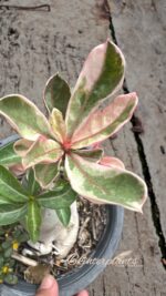 Adenium(Deset Rose) One in Siam variegated