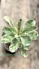 Marble Leaf Adenium(Deset Rose) Variegated - Image 4
