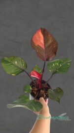 Philodendron Orange Princess Variegated - Image 2