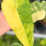 Philodendron Domestic Variegated
