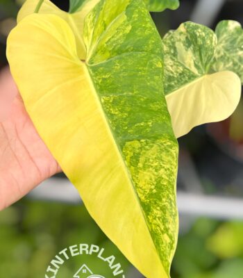 Philodendron Domesticum Variegated with bright yellow and cream marble leaves for sale