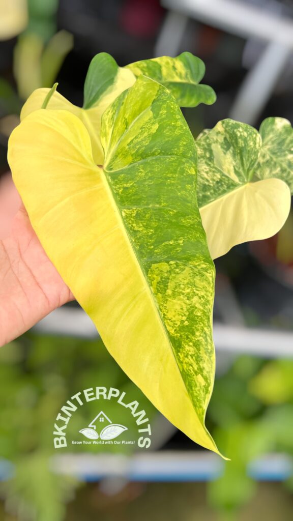Philodendron Domesticum Variegated with bright yellow and cream marble leaves for sale