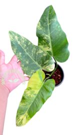 5 Plants Philodendron Domesticum Variegated - Image 3