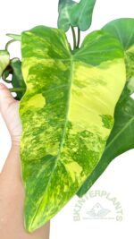 Philodendron Domestic Variegated - Image 4