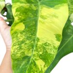 5 Plants Philodendron Domesticum Variegated