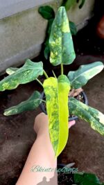 Philodendron Domestic Variegated - Image 2
