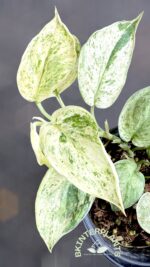 Scindapsus Albo Jade Satin Marble Variegated - Image 2