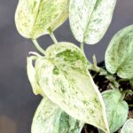 5 Plants Scindapsus Jade Satin Marble Albo Variegated