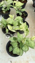 5 Plants Scindapsus Jade Satin Marble Albo Variegated - Image 4