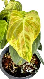 Philodendron Melanochrysum Variegated