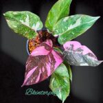 Philodendron Pink Princess Marble King