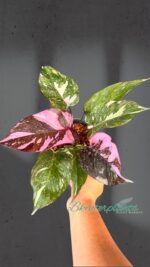 Philodendron Pink Princess Marble King - Image 4