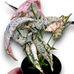 Syngonium Pink Rolli