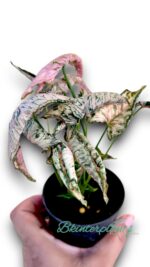 Syngonium Pink Rolli