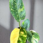 Philodendron Green Congo Nuclear Variegated Size S