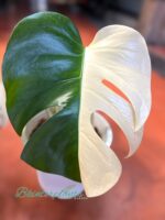 Monstera Albo Half Variegated 1 Leaf - Image 2