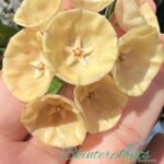 Hoya Campanulata Size L