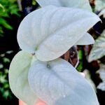 Scindapsus Platinum Java