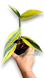 Scindapsus Coriaceus Aurea Variegated