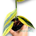5 Plants Scindapsus Coriaceus Aurea Variegated