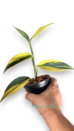 5 Plants Scindapsus Coriaceus Aurea Variegated - Image 2