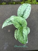 Scindapsus Tricolor Silver Plattinum - Image 3