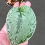 Scindapsus Tricolor Silver Plattinum