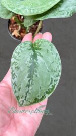 Scindapsus Tricolor Silver Plattinum