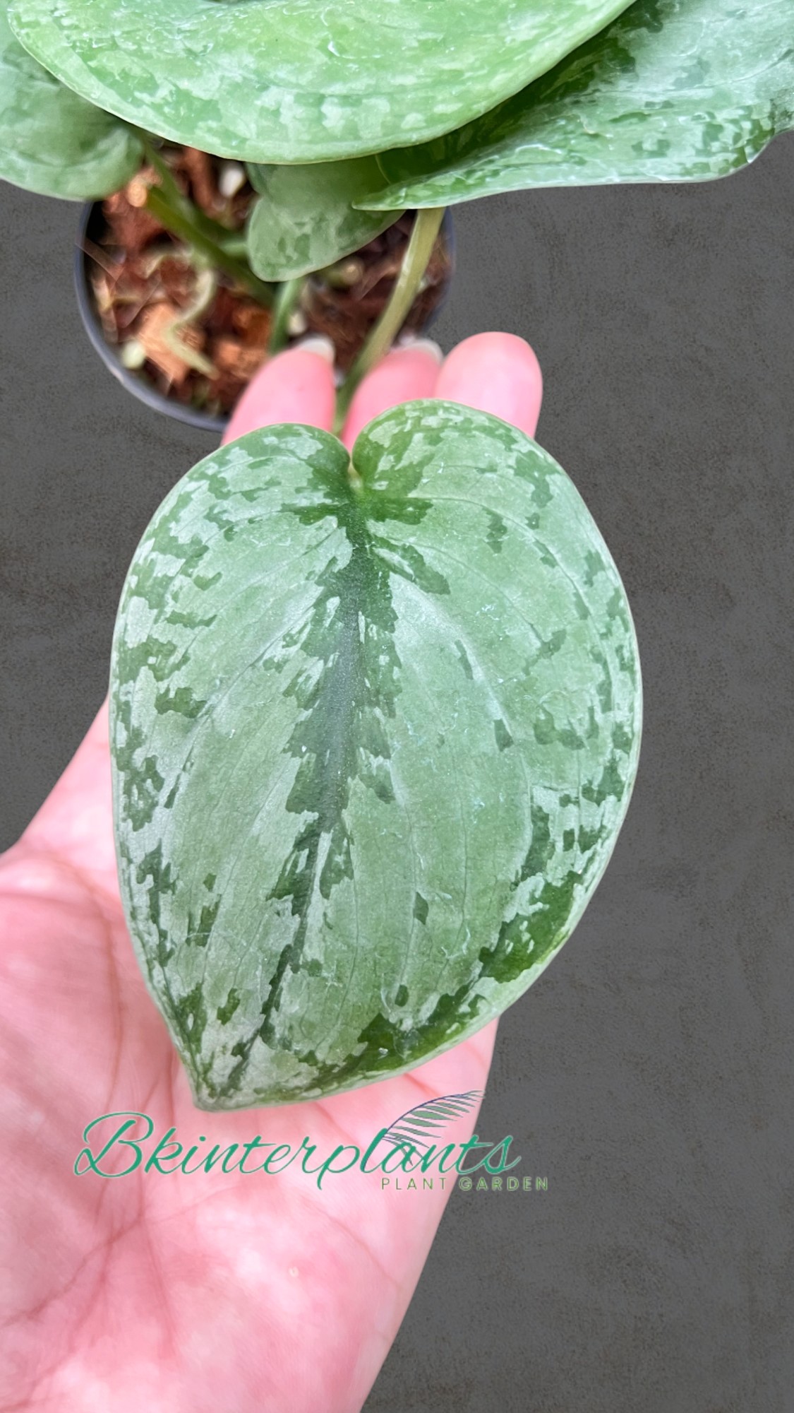 ccimg_2339-photoroom.jpg Scindapsus Tricolor Silver Plattinum - Image 1