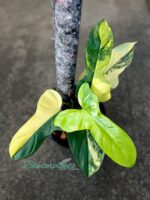 Philodendron Violin Variegated - Image 2