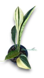 5 Plants Sansevieria Concinna Spoon Variegated Leaf - Image 3