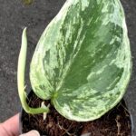 Scindapsus Silver Night King Variegated