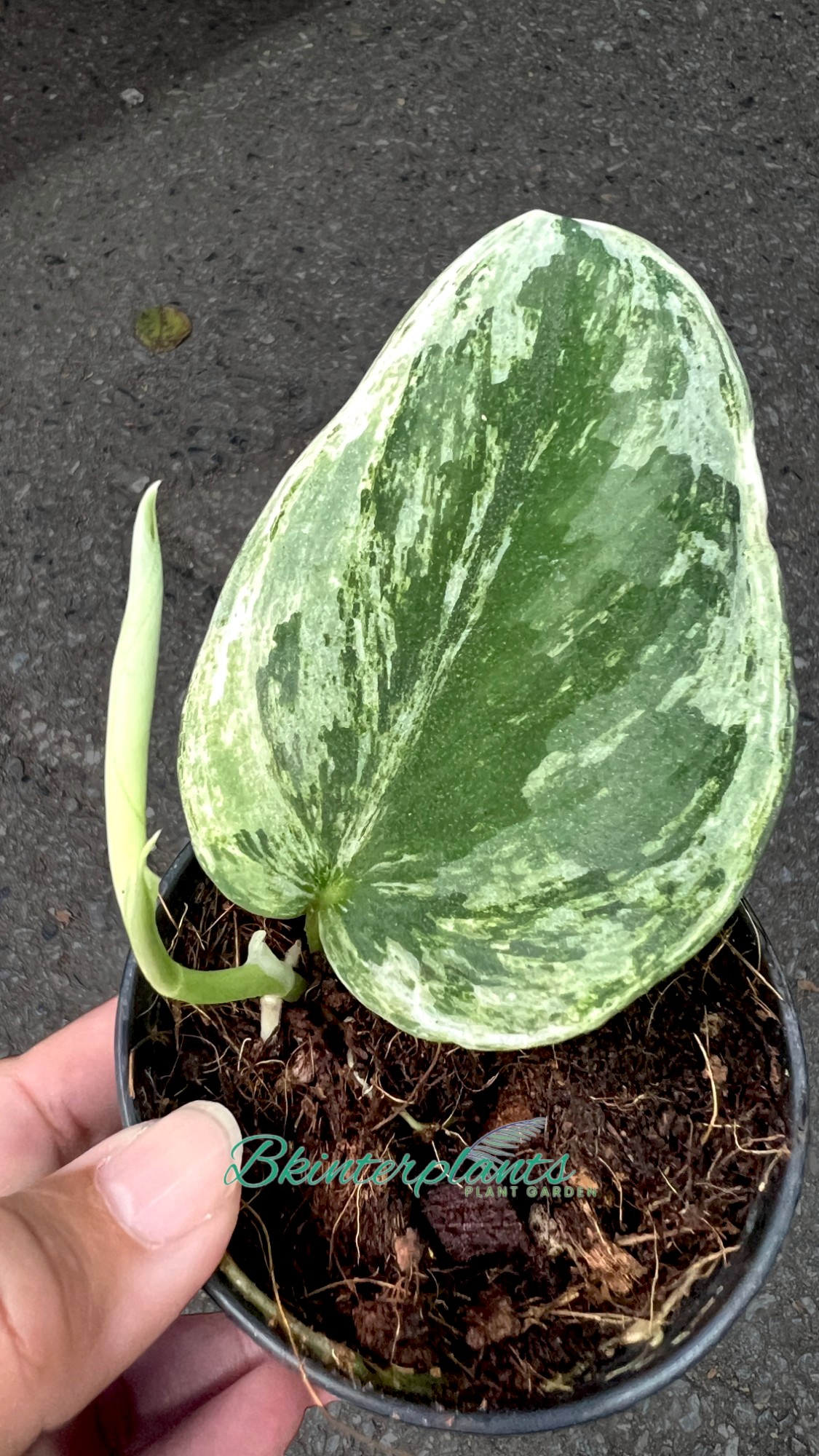 ccimg_3532-photoroom.jpg Scindapsus Silver Night King Variegated - Image 1