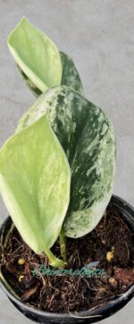 Scindapsus Silver Night King Variegated - Image 2