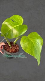 Monstera Green on Green Variegated - Image 2