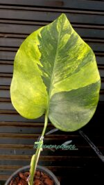 Monstera Green on Green Variegated 1 Leaf