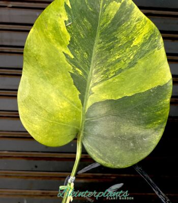 Monstera Green on Green Variegated 1 Leaf for Sale