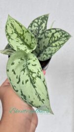 Scindapsus Silver Blue Lady - Image 3