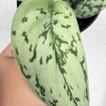 Scindapsus Silver Blue Lady