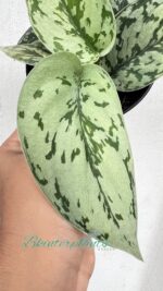 Scindapsus Silver Blue Lady