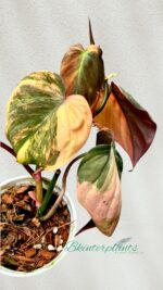 Philodendron Mican Pink/Aurea Variegated - Image 3