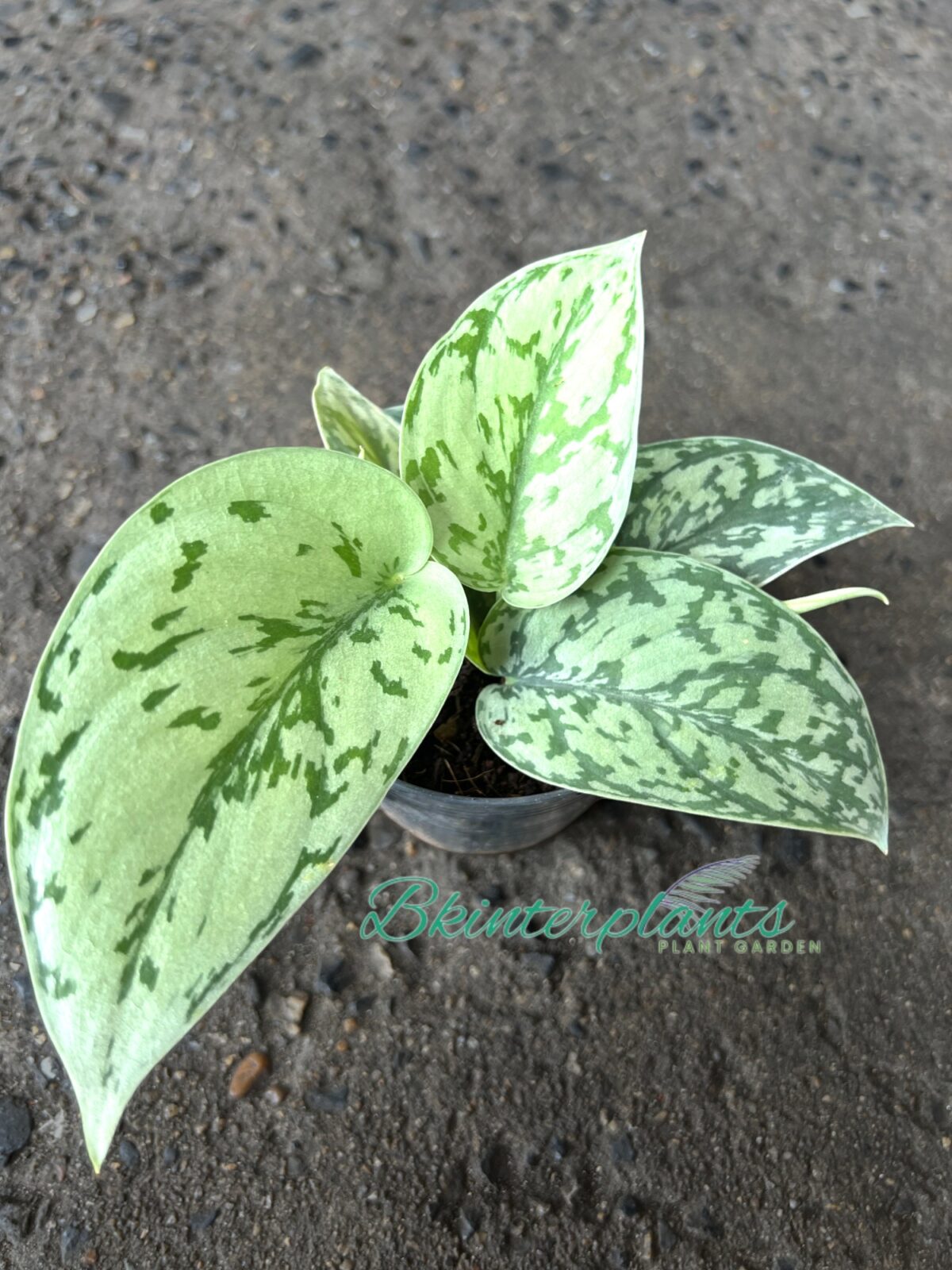 Scindapsus Silver Blue Lady - Image 2